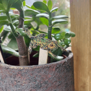 Frog Plant Pot Decorations (Set of 2)